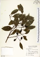 瓊楠藏品圖，第1張