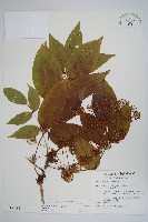 登錄號:S012928藏品圖，第1張