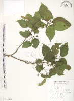 石朴藏品圖，第1張