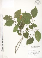 石朴藏品圖，第1張