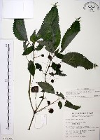 長梗盤花麻藏品圖，第1張