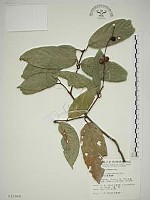 巒大雀梅藤藏品圖，第1張