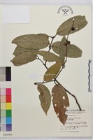 巒大雀梅藤藏品圖，第2張