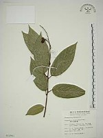 巒大雀梅藤藏品圖，第1張