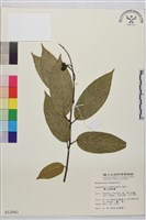 巒大雀梅藤藏品圖，第2張