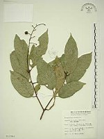 巒大雀梅藤藏品圖，第1張