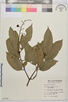 巒大雀梅藤藏品圖，第2張