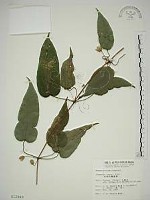 亨利氏鐵線蓮藏品圖，第1張