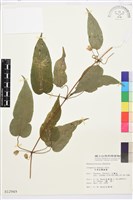 亨利氏鐵線蓮藏品圖，第2張