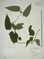 亨利氏鐵線蓮藏品圖，第1張