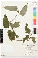 亨利氏鐵線蓮藏品圖，第2張