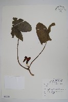 登錄號:S012951藏品圖，第1張