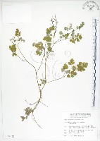 臺灣黃菫藏品圖，第1張