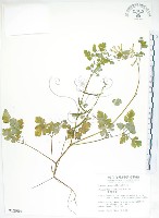 臺灣黃菫藏品圖，第1張
