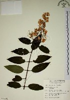 大葉溲疏藏品圖，第1張