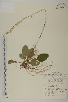 臺灣鬼督郵藏品圖，第1張