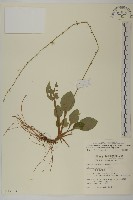 臺灣鬼督郵藏品圖，第1張