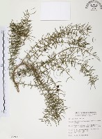 天門冬藏品圖，第1張