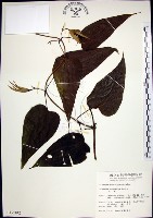 百部藏品圖，第1張