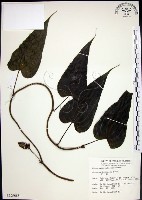 百部藏品圖，第1張