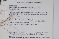 長花九頭獅子草、山藍藏品圖，第2張