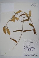 登錄號:S012995藏品圖，第1張