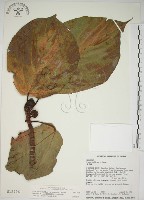 蘭嶼落葉榕藏品圖，第1張