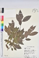 刺杜密藏品圖，第1張