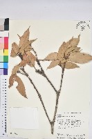 短尾柯、油葉杜、嶺南柯藏品圖，第1張