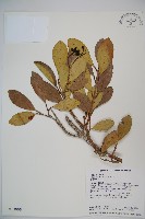 珊瑚樹藏品圖，第1張