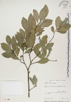 魯花樹藏品圖，第1張