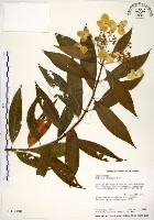 華八仙藏品圖，第1張