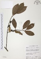 森氏紅淡比藏品圖，第1張