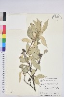 粗糠柴藏品圖，第1張