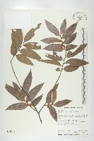 軟毛柿藏品圖，第1張