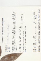 軟毛柿藏品圖，第2張