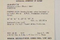 草珊瑚、紅果金粟蘭藏品圖，第2張