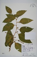 多子漿果莧藏品圖，第1張