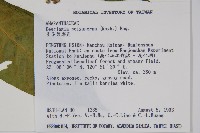 多子漿果莧藏品圖，第2張