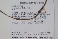 毬蘭藏品圖，第2張