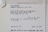 羊角藤、武靴藤藏品圖，第2張