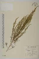 羊角藤、武靴藤藏品圖，第3張