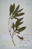 長穗馬藍藏品圖，第1張