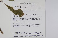 長穗馬藍藏品圖，第2張