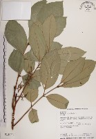 大葉樹蘭藏品圖，第1張