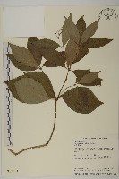 臺灣及己藏品圖，第1張