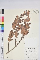 凹葉越橘藏品圖，第1張