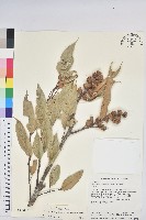 星刺栲、羅浮錐藏品圖，第1張