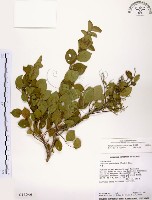 灰木藏品圖，第1張