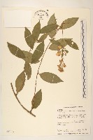 過山龍藏品圖，第1張